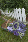 Garden  Dried Lavender at Lavender Festival  Sequim  Washington  USA
