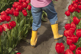 Tulips in Bloom  Annual Skagit Valley Tulip Festival  Mt Vernon  Washington  USA