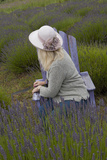 Woman in Straw Hat on Old Purple Chair in Garden of Lavender  Sequim  Washington  USA
