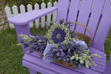Dried Lavender on Purple Chair at Lavender Festival  Sequim  Washington  USA