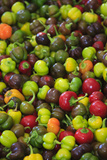 Organic Peppers at a Farmer's Market in Savannah  Georgia  USA