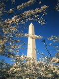 Monument with Cherry Blossom in Foreground  Washington DC  USA