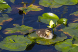 Mallard Duck  Duckling Wildlife  Juanita Bay Wetland  Washington  USA