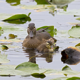Wood Ducks  Female and Duckling Wildlife  Juanita Bay Wetland  Washington  USA