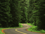 Road Through Forest  Olympic National Park  Washington  USA