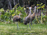 Sandhill Crane Bird Feeding Behind Wasabi Restaurant  Homer  Alaska  USA