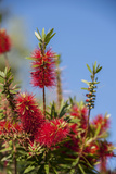 Bottlebrush Tree  New Smyrna Beach  Hibiscus Flower