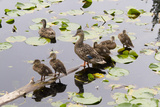 Mallard Duck  Duckling Wildlife  Juanita Bay Wetland  Washington  USA