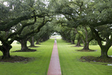 Oak Alley Plantation  Alley of Oaks  Virginia Live Oaks  Louisiana  USA