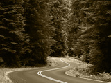 Road Through Forest  Olympic National Park  Washington  USA