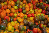 Cherry Tomatoes at a Farmer's Market in Savannah  Georgia  USA