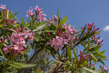Oleander  New Smyrna Beach  Florida  USA