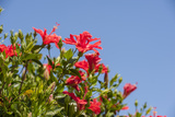 Hibiscus Flower  New Smyrna Beach  Hibiscus Flower
