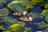 Mallard Duck  Duckling Wildlife  Juanita Bay Wetland  Washington  USA