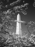 Monument with Cherry Blossom in Foreground  Washington DC  USA
