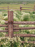 Wild Chamomile  Gunnison National Forest  Colorado  USA