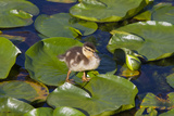 Mallard Duck  Duckling Wildlife  Juanita Bay Wetland  Washington  USA