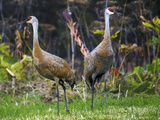 Sandhill Crane Bird Feeding Behind Wasabi Restaurant  Homer  Alaska  USA