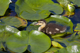 Mallard Duck  Duckling Wildlife  Juanita Bay Wetland  Washington  USA