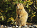 Arctic Ground Squirrel Wildlife  Denali National Park  Alaska  USA