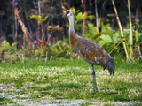Sandhill Crane Bird Feeding Behind Wasabi Restaurant  Homer  Alaska  USA