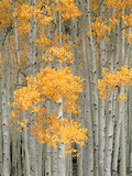 Aspen Grove  Fish Lake Plateau Near Fish Lake National Forest  Utah  USA