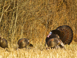 Male Tom Turkey with Hens  Farm in the Flathead Valley  Montana  USA