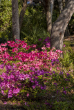 Azalea Flowers  Edgewater Landings  Florida  USA