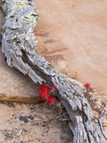 Desert Indian Paintbrush Flowers  Weathered Log in Zion National Park  Utah  USA