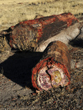 Petrified Logs  Petrified National Park  Holbrook  Arizona  USA