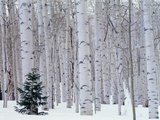 Aspen and Douglas Fir  Manti-Lasal National Forest  La Sal Mountains  Utah  USA