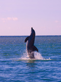 Dolphin Leaping from Sea  Roatan Island  Honduras