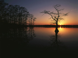 Bald Cypress Trees in Reelfoot Lake  Reelfoot National Wildlife Refuge  Tennessee  USA
