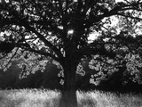 White Oak Tree  Great Smoky Mountains National Park  Cades Cove  Tennessee  USA