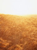 View of Wheat Field  Palouse  Washington State  USA