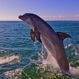 Dolphin Leaping from Sea  Roatan Island  Honduras