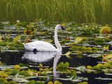 Trumpeter Swan Bird in Lily Pods  Chugach National Forest  Alaska  USA