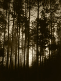 View of Lodgepole Pine Trees at Sunrise  Grand Teton National Park  Wyoming  USA
