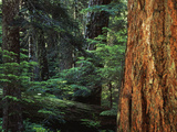 Tree Trunk in Forest  Opal Creek Wilderness  Willamette National Park  Oregon  USA
