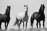 Wild Stallion Horses  Alkali Creek  Cyclone Rim  Continental Divide  Wyoming  USA