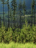 Wallowa National Forest  Hells Canyon National Recreation Area  Oregon  USA