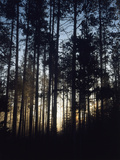 View of Lodgepole Pine Trees at Sunrise  Grand Teton National Park  Wyoming  USA