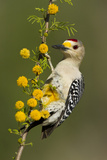 Golden-Fronted Woodpecker Bird  Male Perched in Native Habitat  South Texas  USA