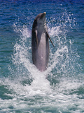 Dolphin Standing Above Water  Roatan Island  Honduras