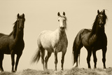 Wild Stallion Horses  Alkali Creek  Cyclone Rim  Continental Divide  Wyoming  USA