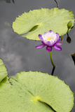 Lily Pond with Water Lilies  New Orleans Botanical Garden  New Orleans  Louisiana  USA