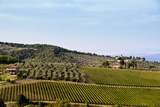 Vineyards and Olive Trees in the Countryside Near Montefioralle  Tuscany  Italy