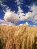 View of Wheat Field  Palouse  Washington State  USA