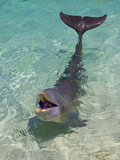 Dolphin in the Ocean  Roatan Island  Honduras