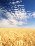View of Wheat Field  Palouse  Washington State  USA